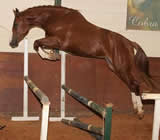 haras-e-hipicas-no-Ubatuba