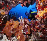 mergulho-no-Ubatuba